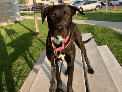 Hello my name is Brownie