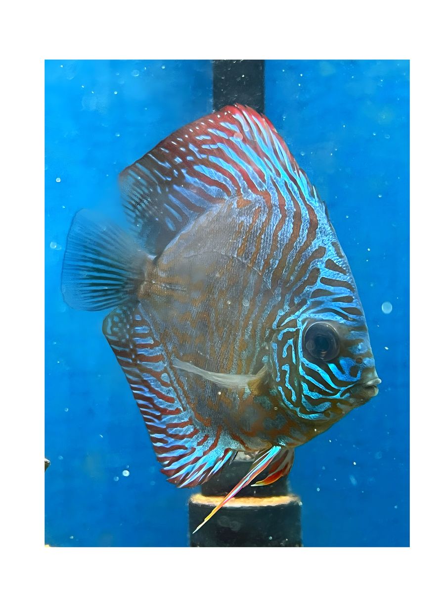 Discus