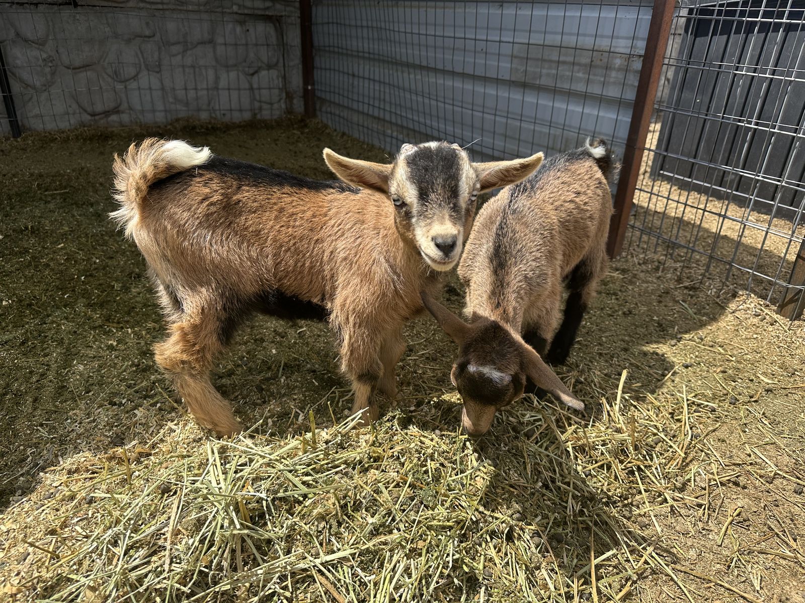 Nigerian Dwarf Buckling