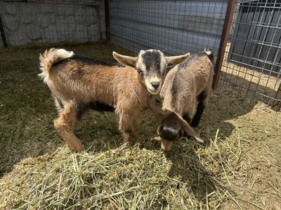 Nigerian Dwarf Buckling