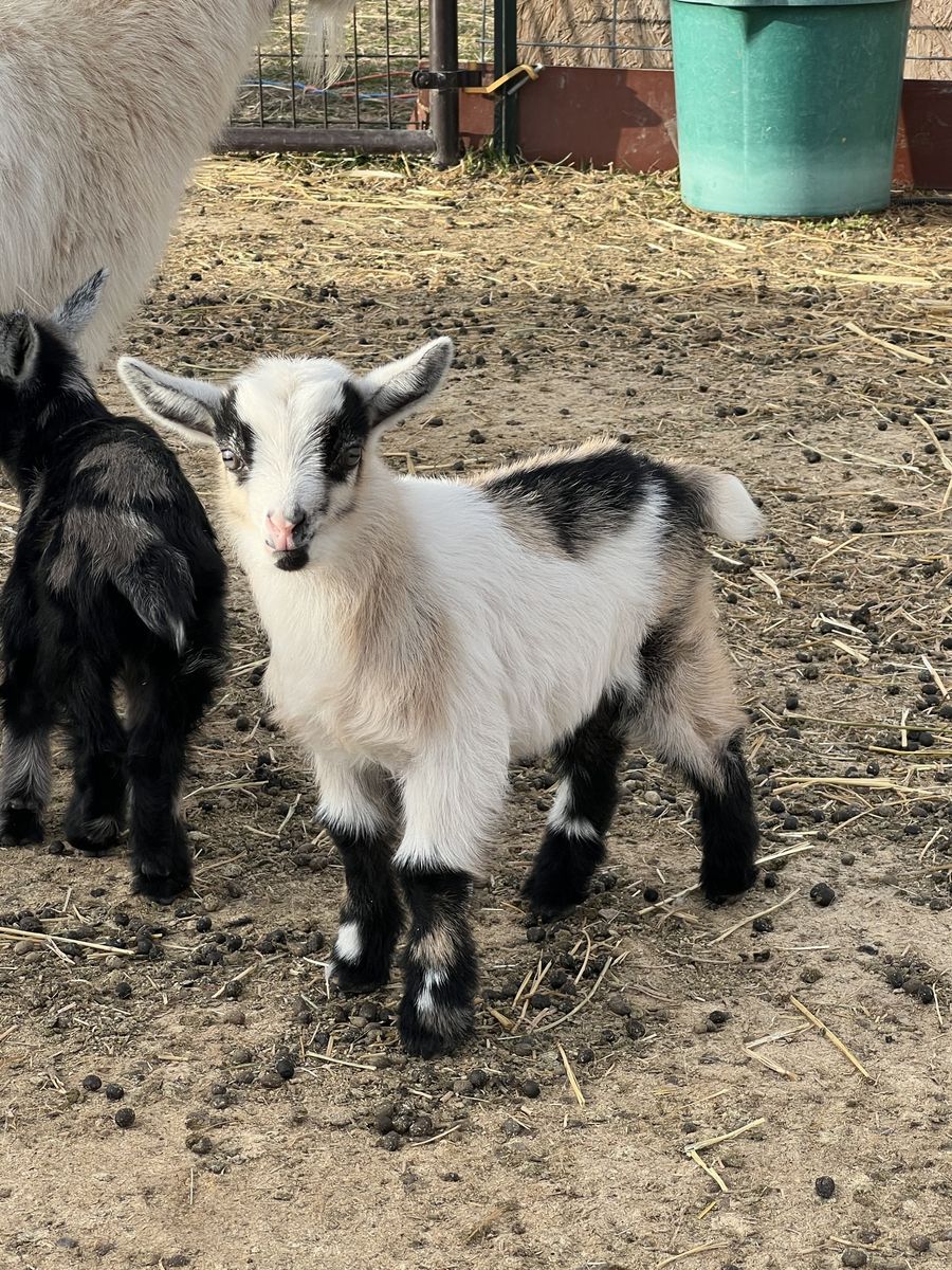 Nigerian Dwarf Doelings And Bucklings