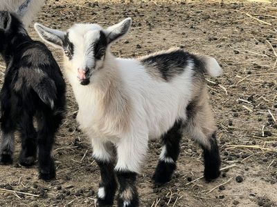 Nigerian Dwarf Doelings And Bucklings