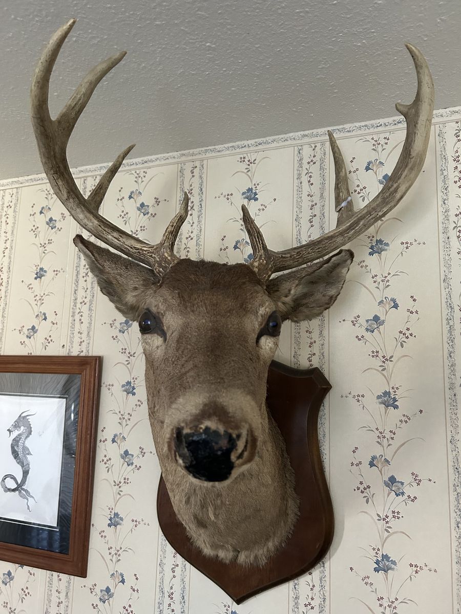 Whit Tail Deer Mount