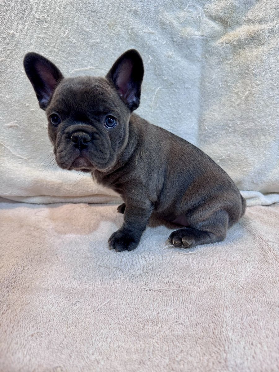 French Bulldog Puppies - AKC-  Variable Priced