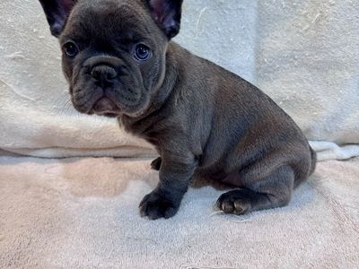 French Bulldog Puppies - AKC- Variable Priced