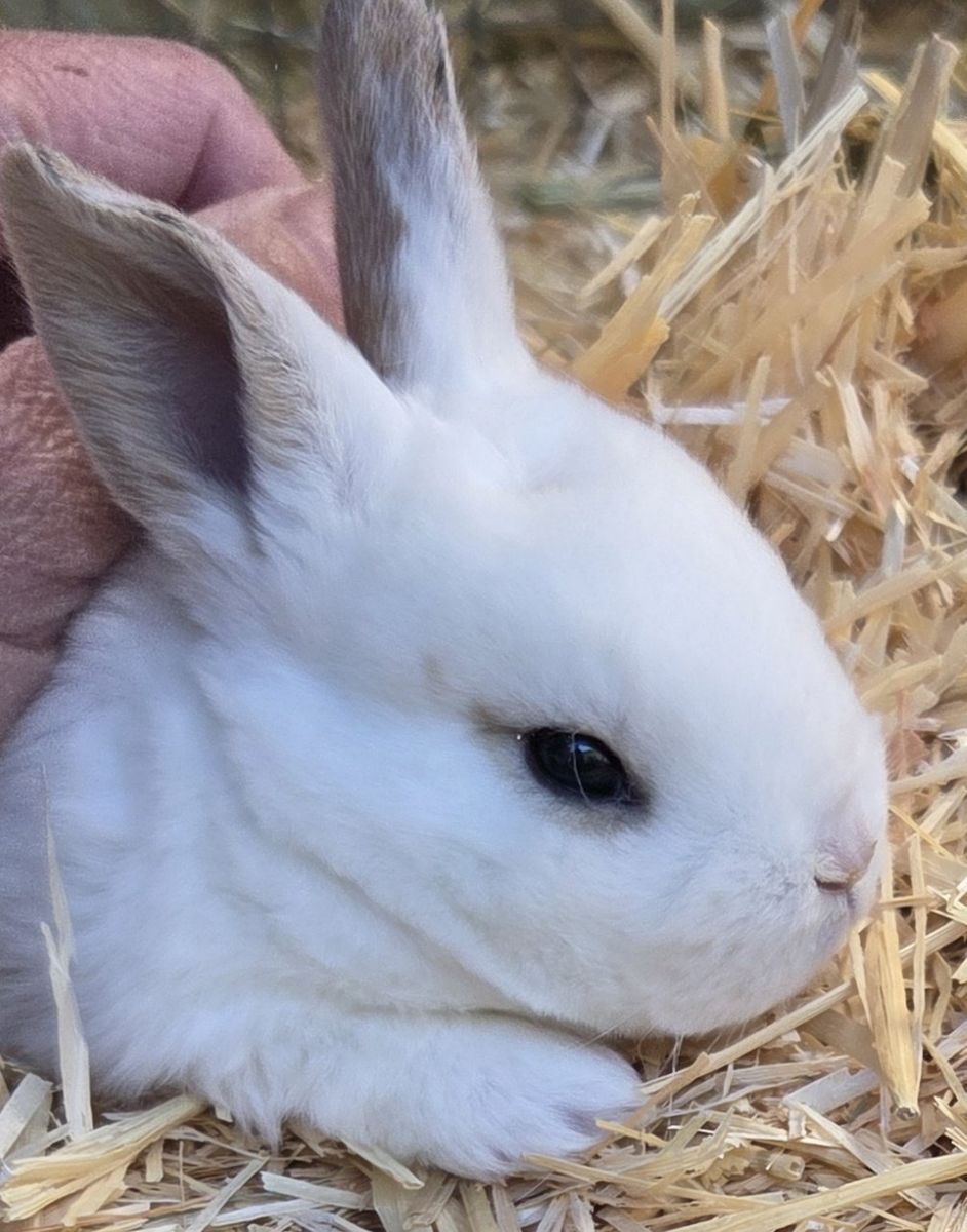 Purebred Baby Rex Bunny Rabbits