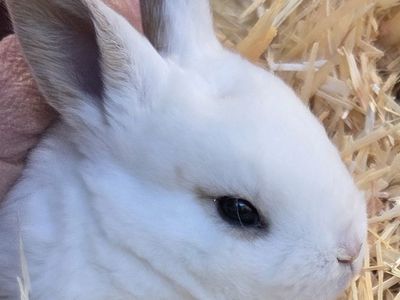 Purebred Baby Rex Bunny Rabbits
