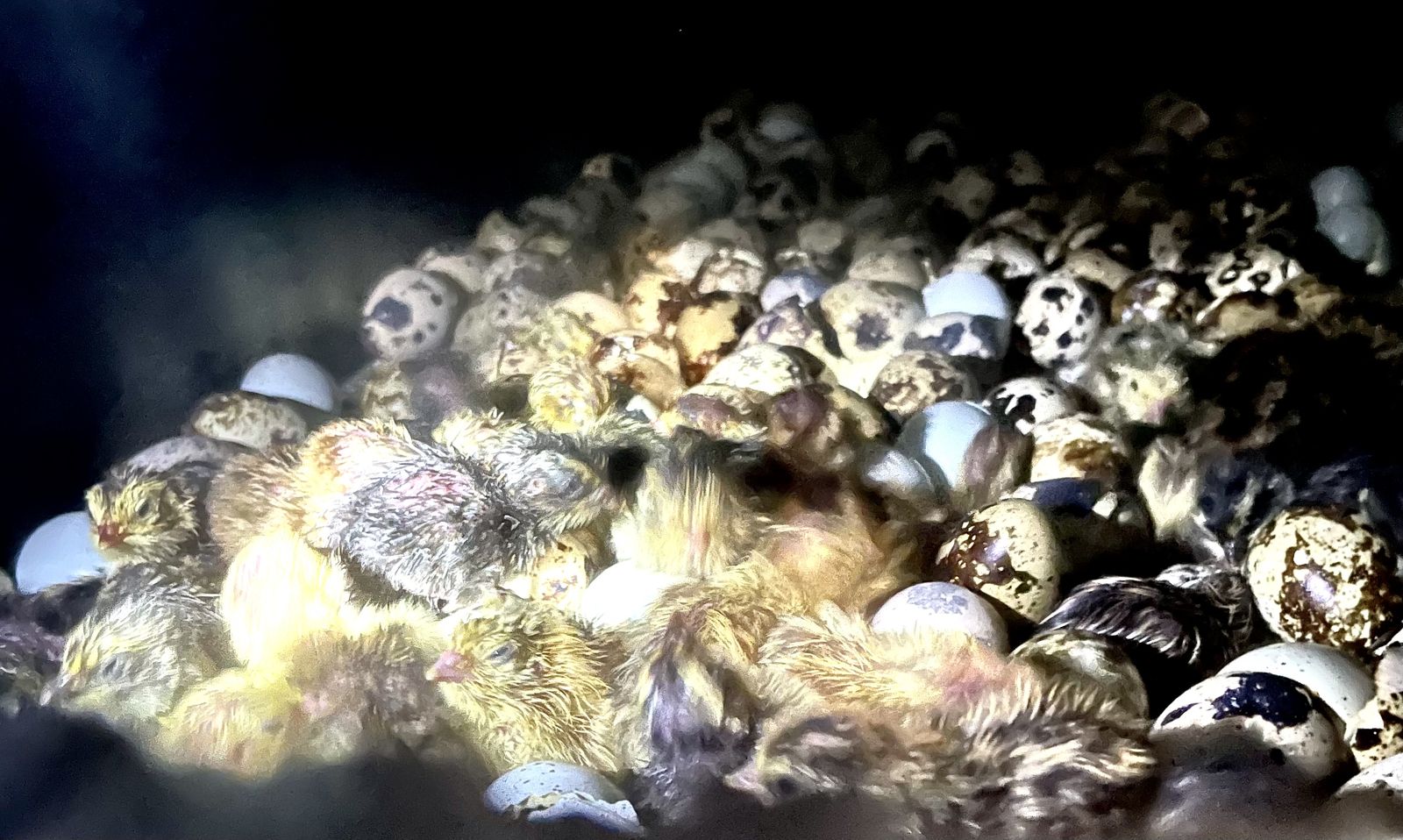 Day Old Cotirnix Quail Chick for Sale