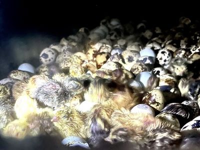 Day Old Cotirnix Quail Chick for Sale