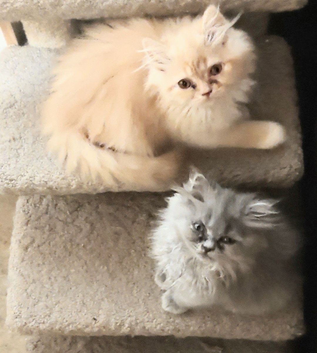 2 mon Persian Sweethearts Gray Orange Cream Boy Male Kittens