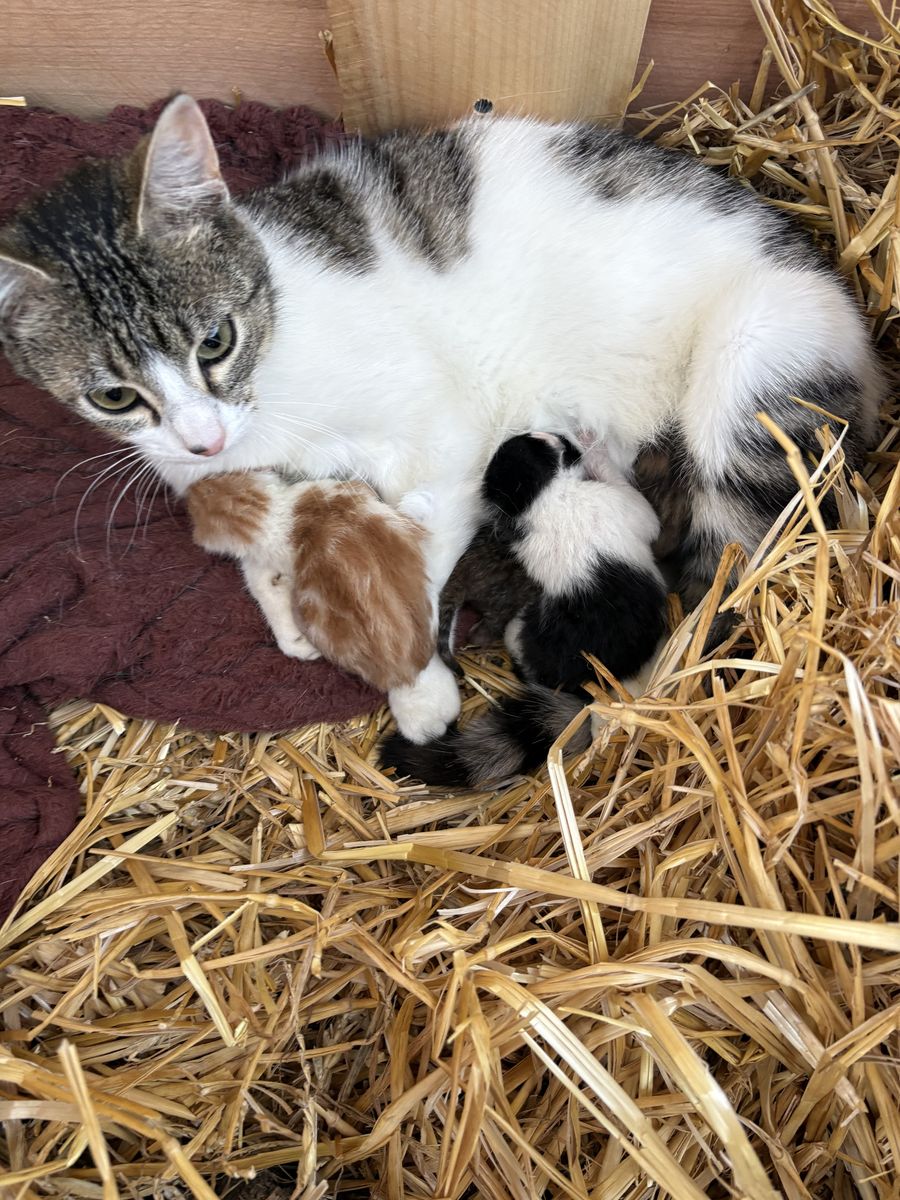 Kittens for sale