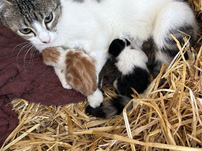 Kittens for sale