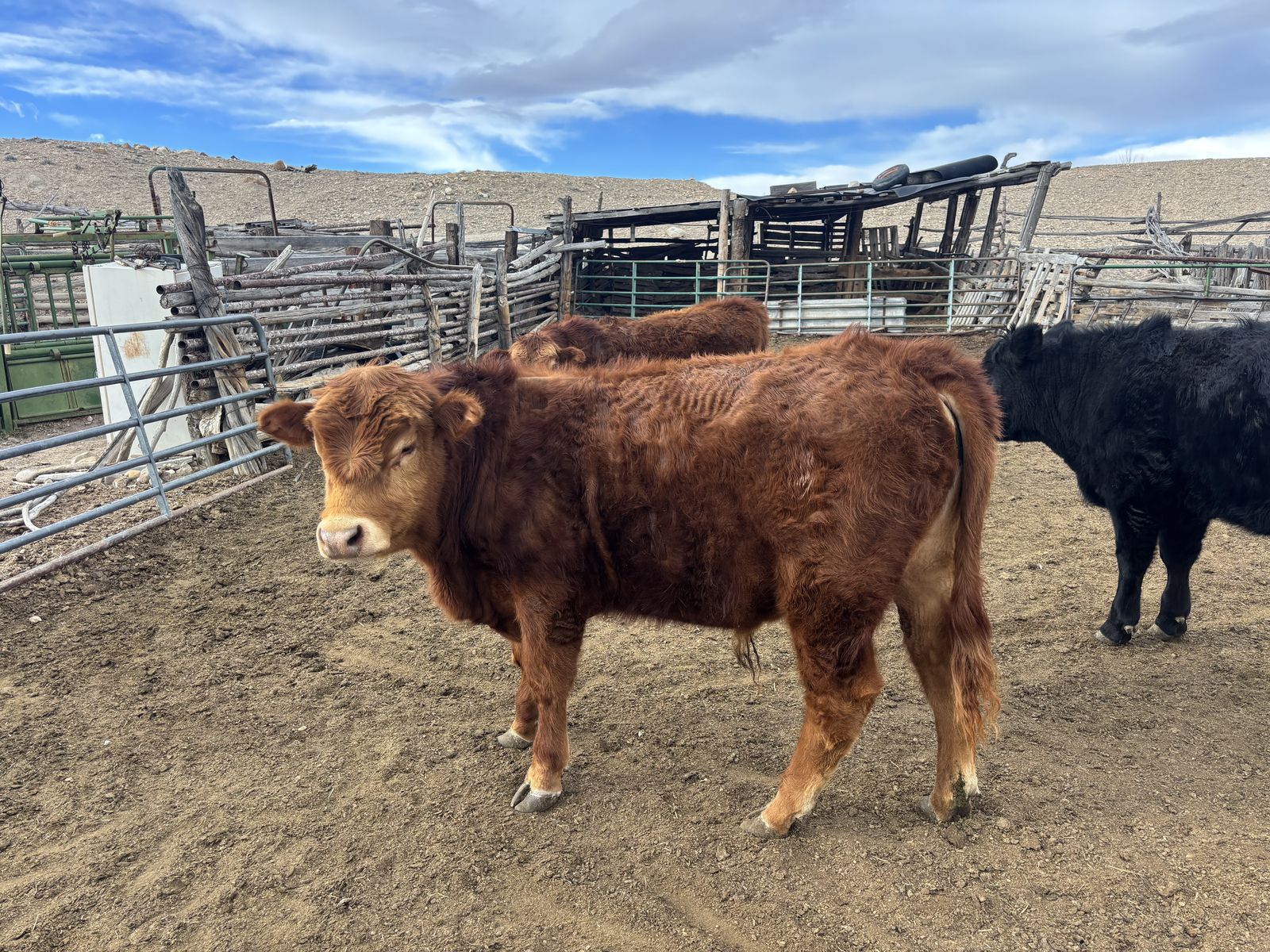 Red/black angus cross bulls