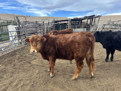 Red/black angus cross bulls