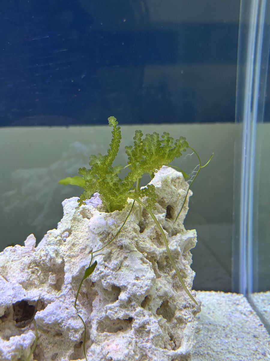 Sea Grape Macro Algae Frags