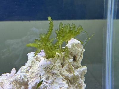 Sea Grape Macro Algae Frags