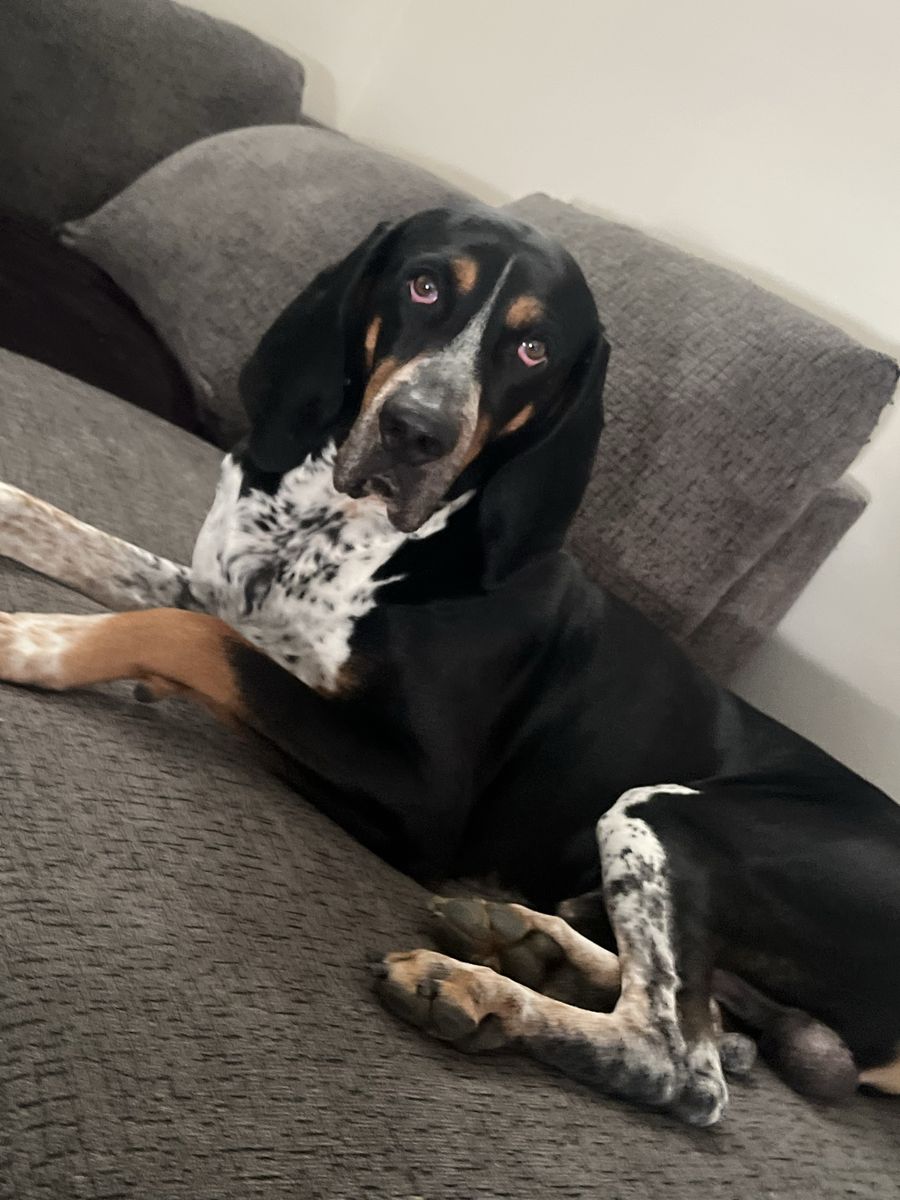 Missing Dogs
