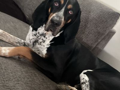 Missing Dogs