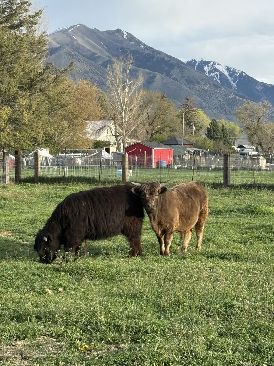 Highland / Dexter bull