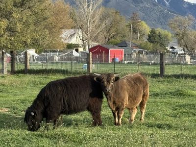 Highland / Dexter bull