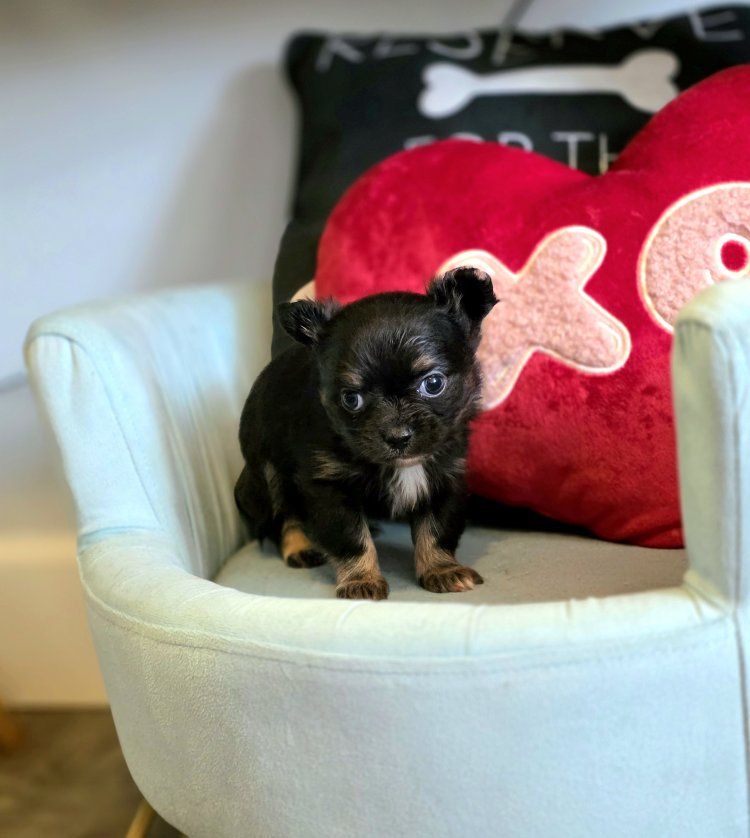 tiny apple head Chihuahua
