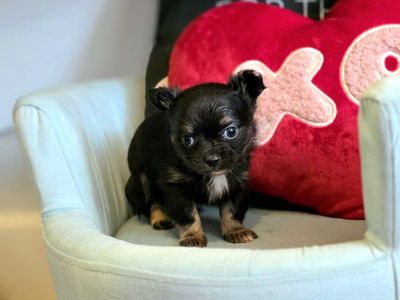 tiny apple head Chihuahua