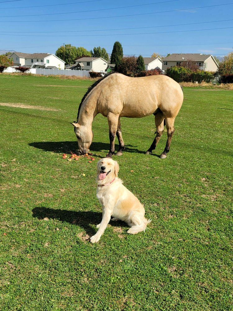 Pasture for rent