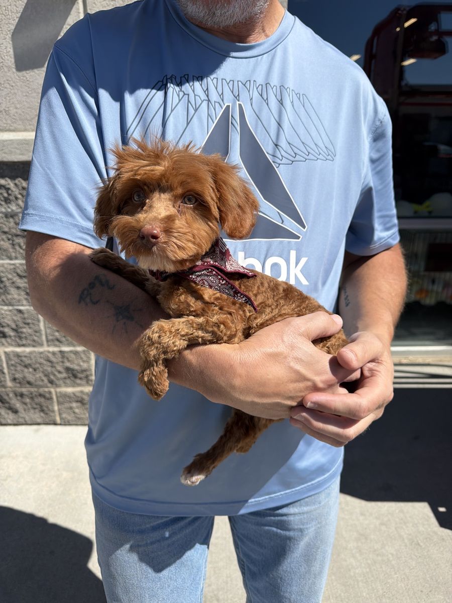 Come And See- Perfect Gift For Easter