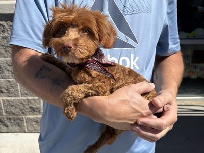 Come And See- Perfect Gift For Easter