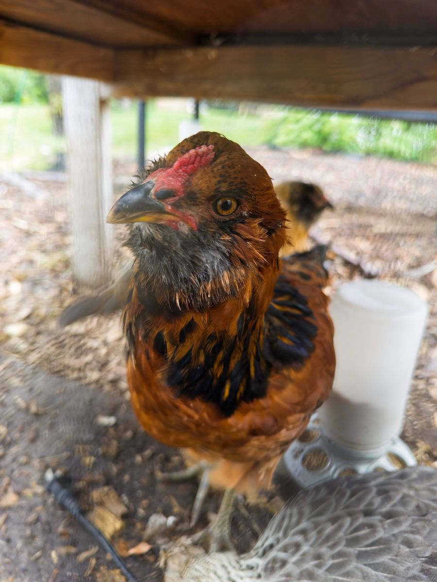 Free Easter Egger Rooster