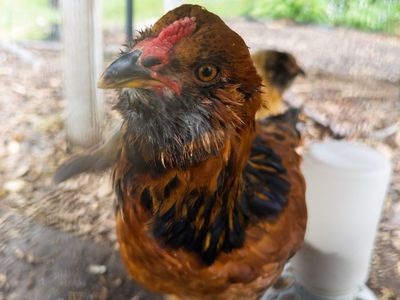 Free Easter Egger Rooster