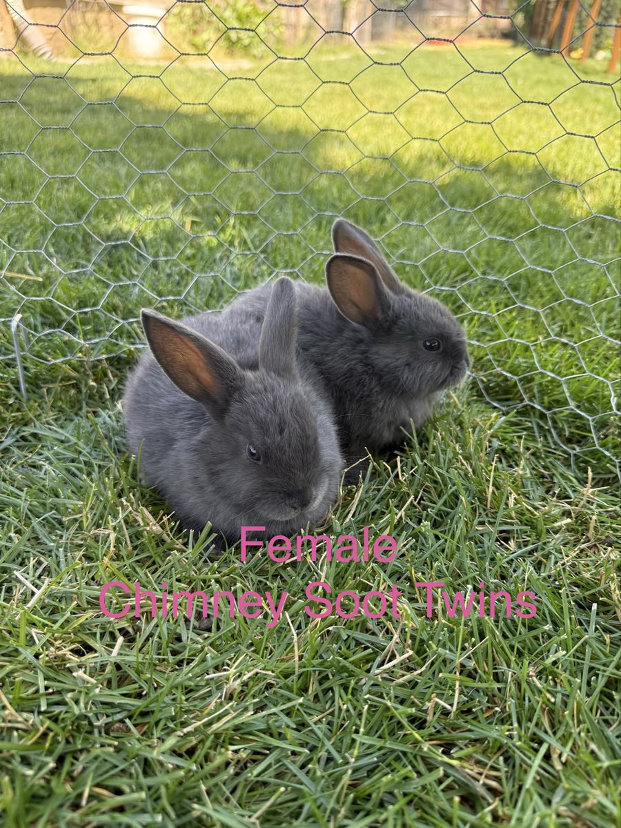 Miniature Holland Lop / Rex Cross Bunnies - Plush Lop