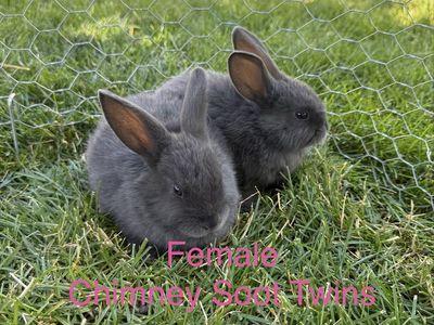 Miniature Holland Lop / Rex Cross Bunnies - Plush Lop