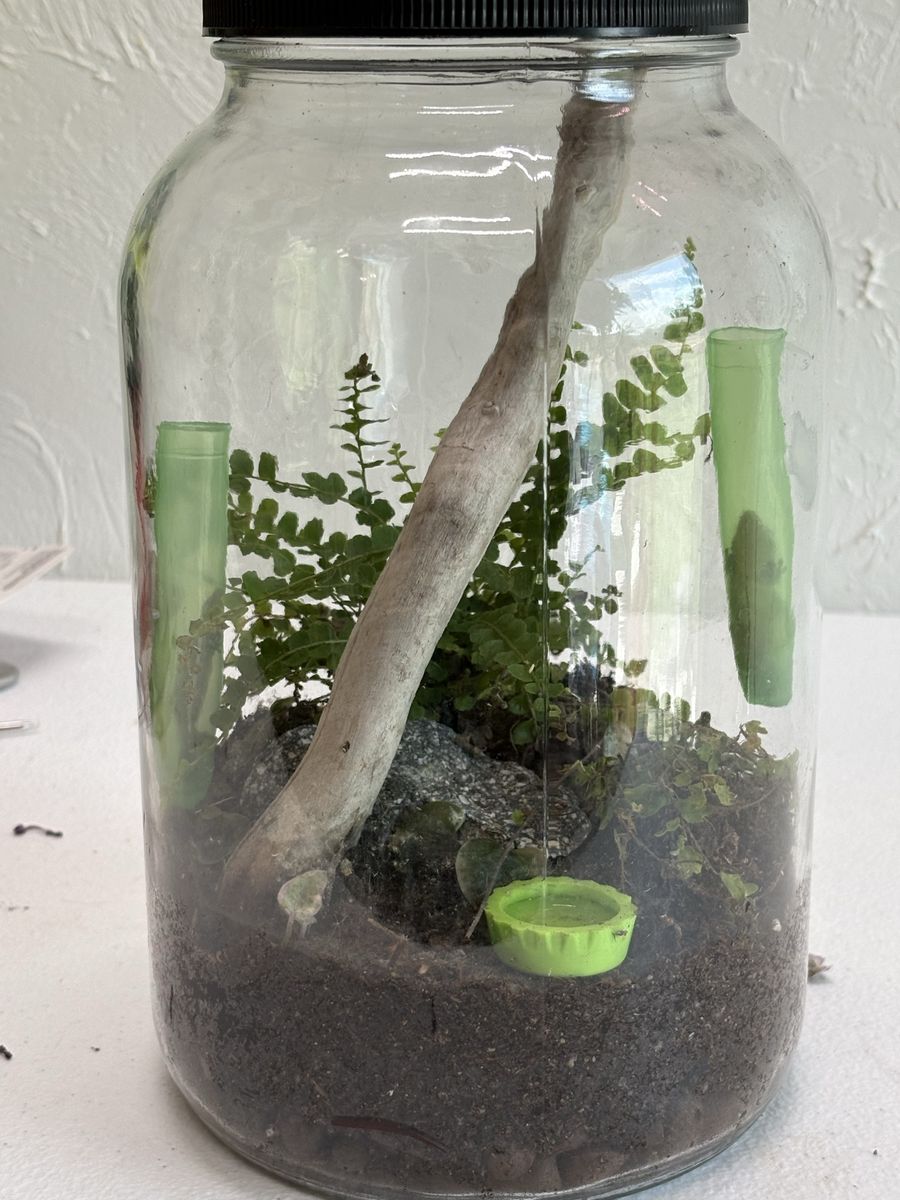 2 mourning gecko adults ready to go with bioactive jar