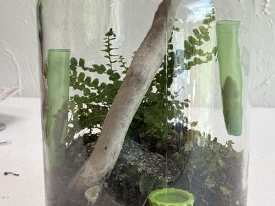 2 mourning gecko adults ready to go with bioactive jar