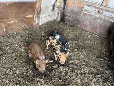Pending Pick Up Female Pasture Pig Piglets