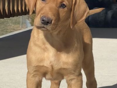 8 Week Old Akc Red Fox Lab Puppies