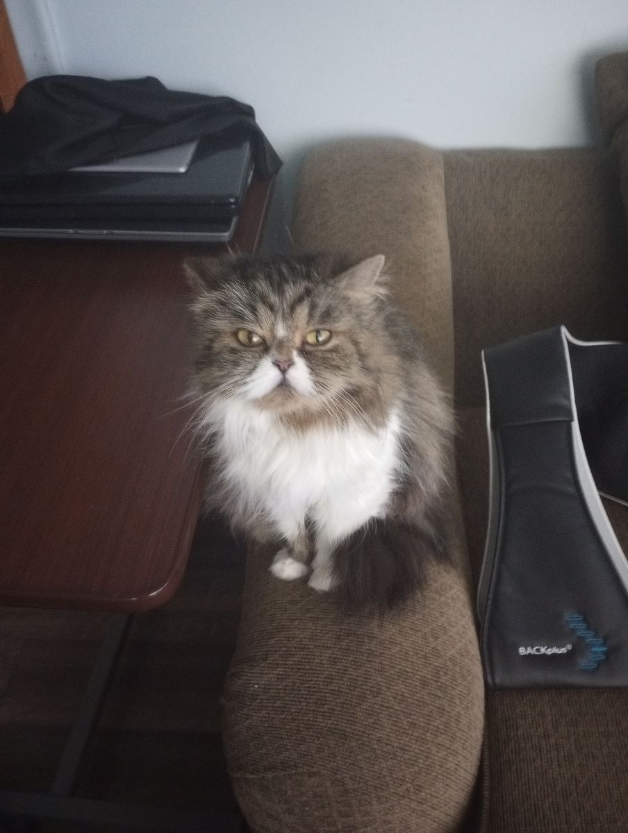 Lost/ abandon pet