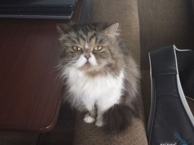 Lost/ abandon pet