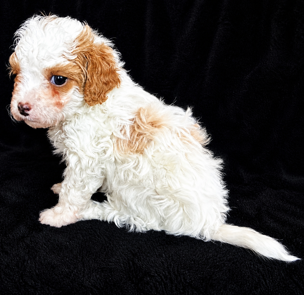 TINY 4-6lbs micro Cavapoochon puppies (cavapoo/bichpoo/poochon/poodle/maltipoo/doodle)