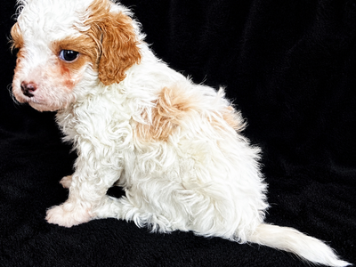 TINY 4-6lbs micro Cavapoochon puppies (cavapoo/bichpoo/poochon/poodle/maltipoo/doodle)