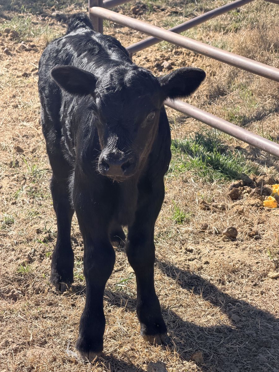 Black Angus Bull Calf