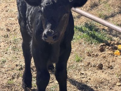 Black Angus Bull Calf