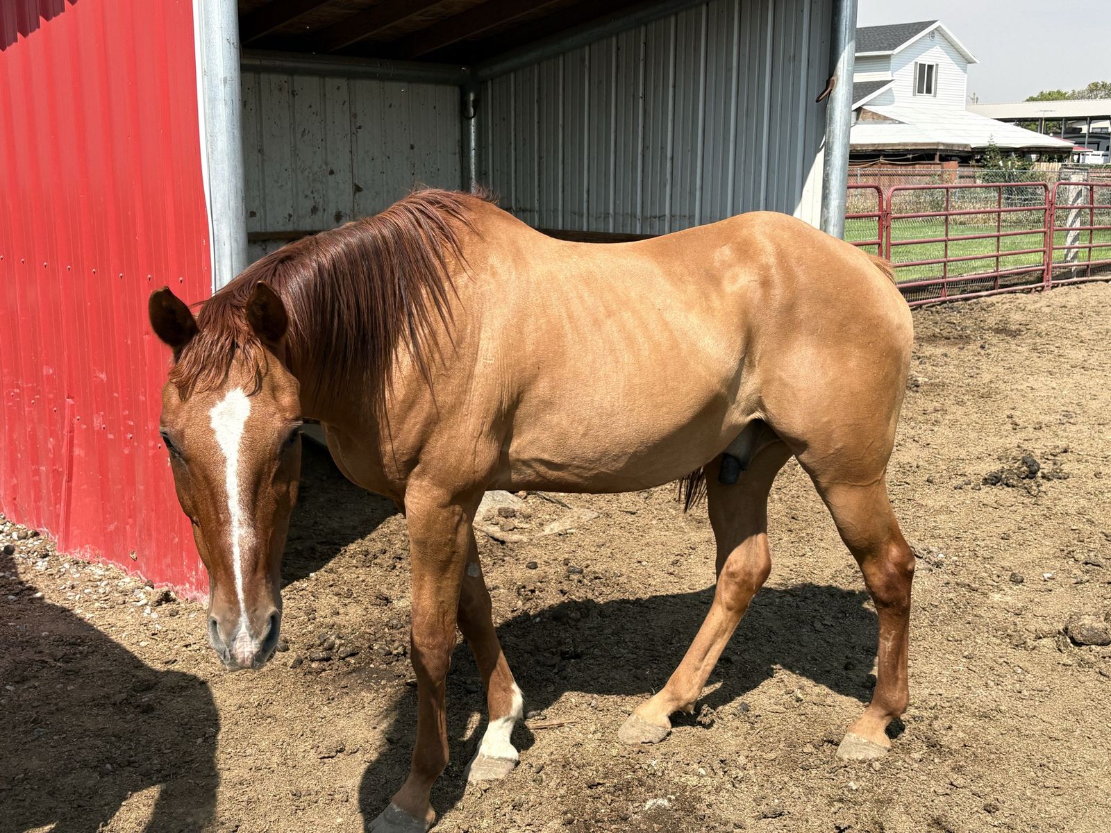 10 yr old gelding