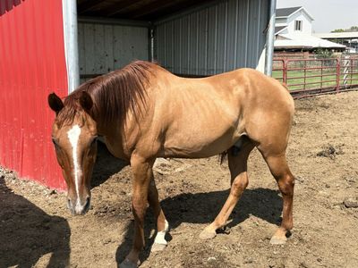 10 yr old gelding