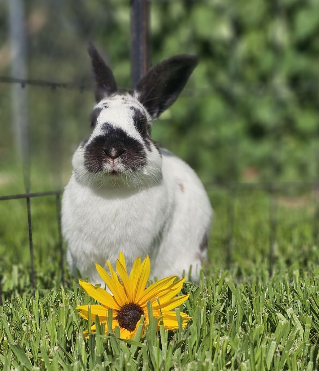 Adorable Small Mixed Breed Rabbit – A Little Over 1 Year Old!