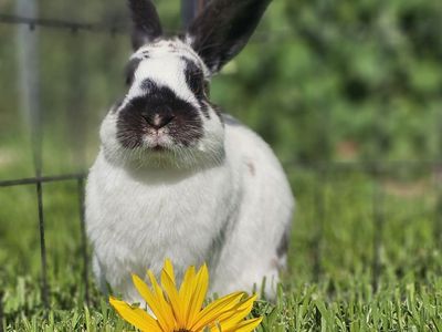 Adorable Small Mixed Breed Rabbit – A Little Over 1 Year Old!