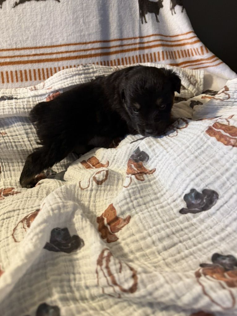 Registered Mini Aussie Australian Shepherd Puppies
