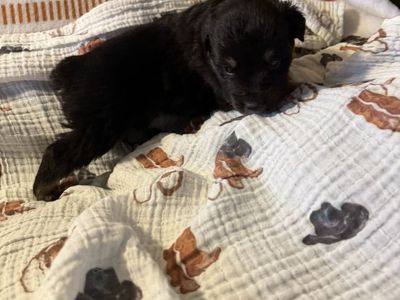 Registered Mini Aussie Australian Shepherd Puppies