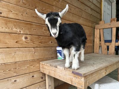 Darling little doeling